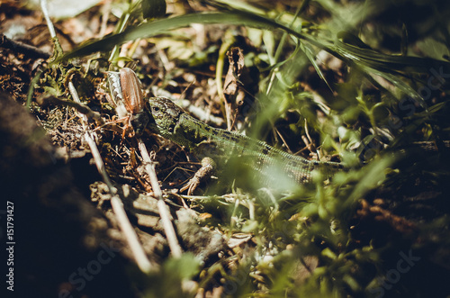 lizard eating a bug in the forest. Wildlife © Oksana