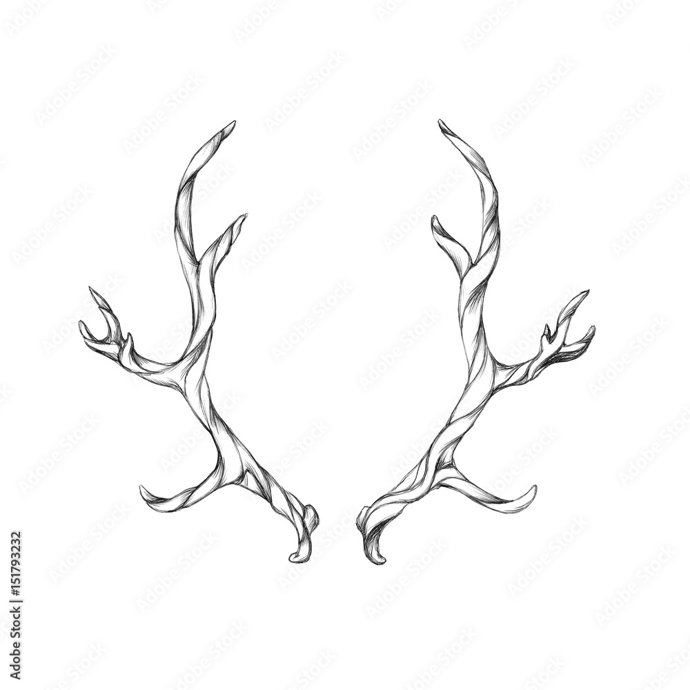 Obraz premium Geweih mit besonderem Muster