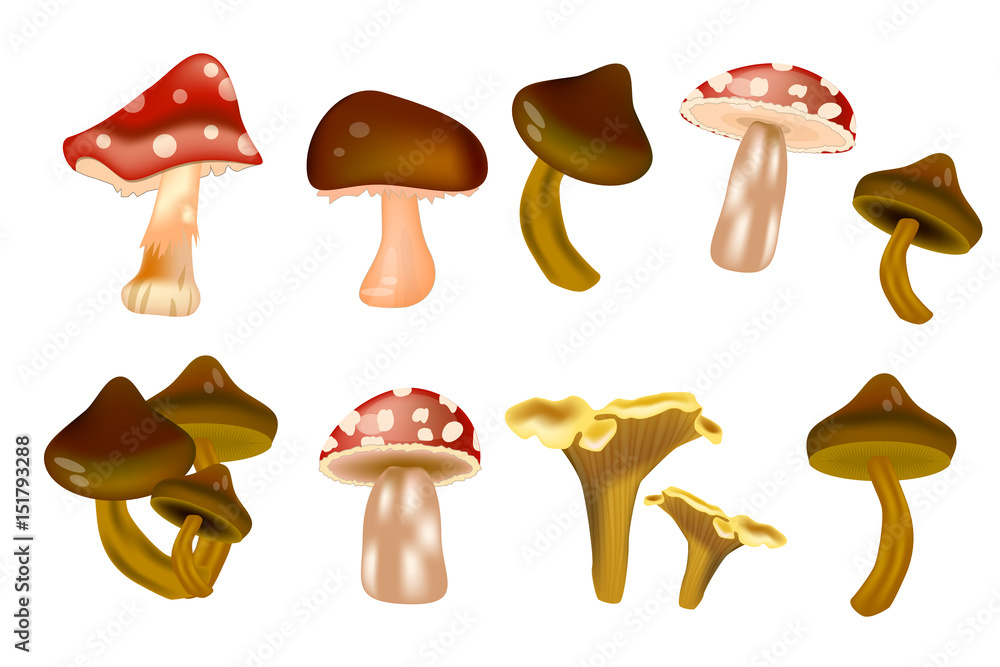 Different kinds of mushrooms.Cartoon vector illustration Different kinds of mushrooms.Cartoon vector illustration
