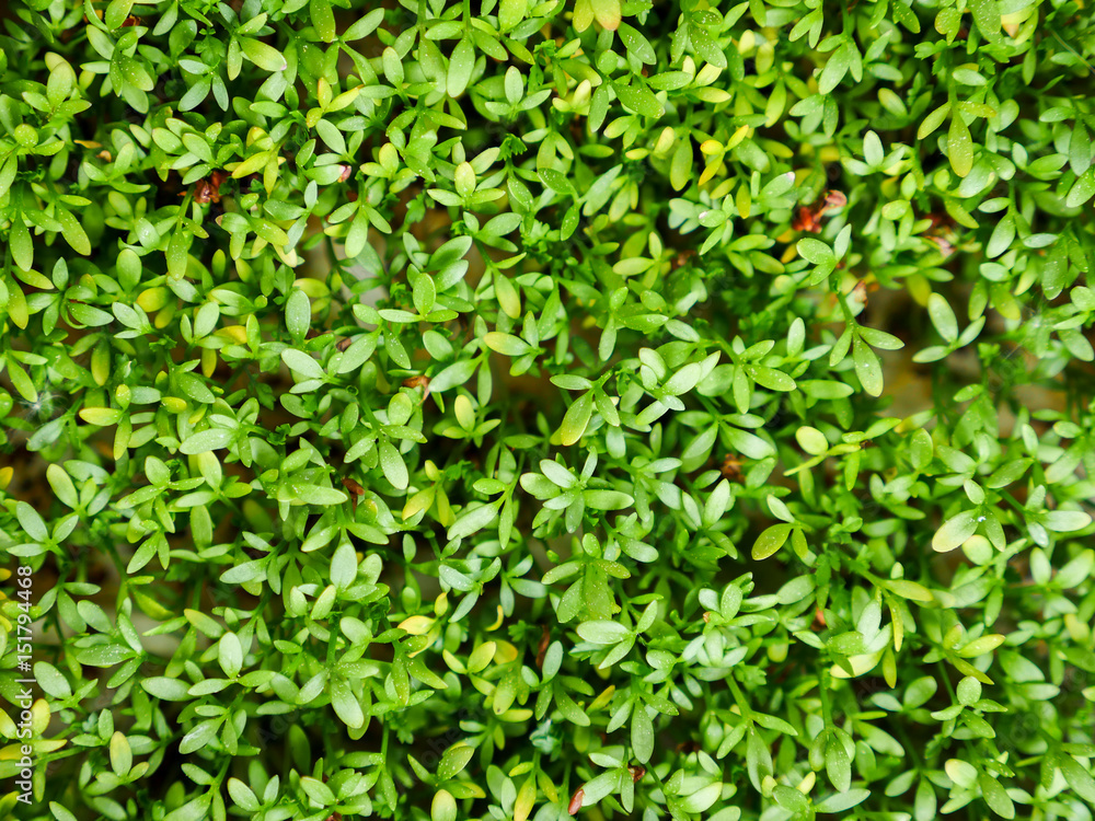 Cress Cress