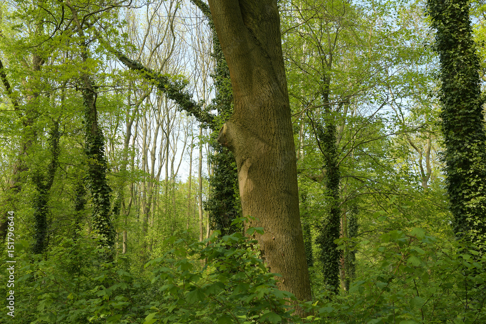 Fototapeta premium forstwirtschaft