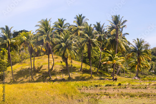 coconut trees or groves
