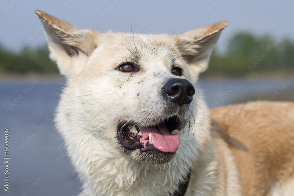 Sweet Japanese Akita Inu dog with an open mouth on the river's beach in the summer with a stained in the ground face on a tree background.