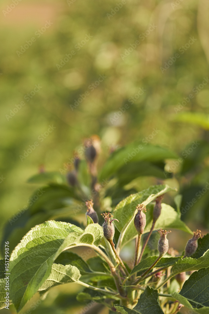 Blossoming apple trees in Lancaster County, Pennsylvania, USA Blossoming apple trees in Lancaster County, Pennsylvania, USA