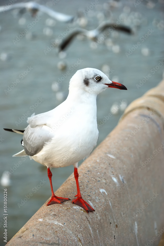 seagull flying at Bangpoo Samut Prakan thailand seagull flying at Bangpoo Samut Prakan thailand