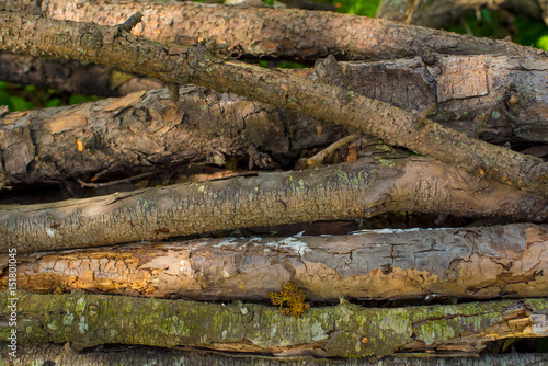 The old branches in the woods covered with moss