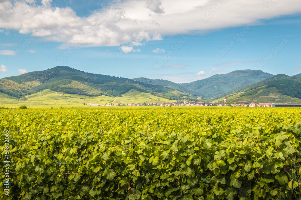 Vineyards in Alsace France