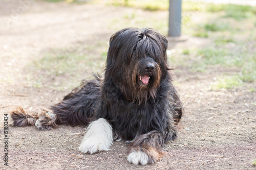 Schapendoes Dutch Sheepdog