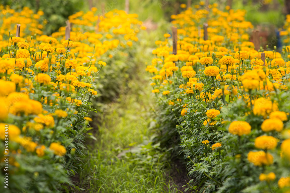 Fototapeta premium Marigold flower garden.