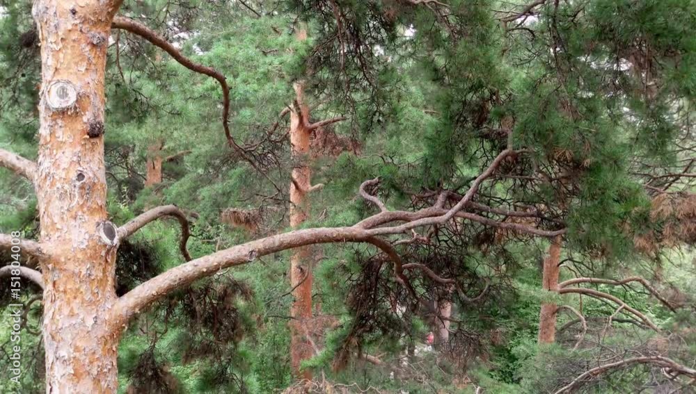 Background of pines moving downwards Background of pines moving downwards