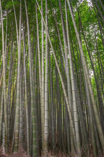 Bamboo forest in Kyoto photo