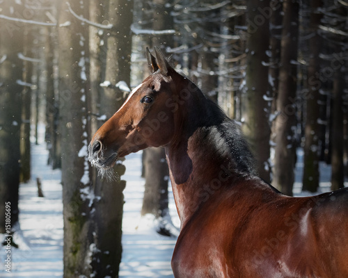 Fototapeta Naklejka Na Ścianę i Meble -  Portrait of a beautiful bay horse on winter forest