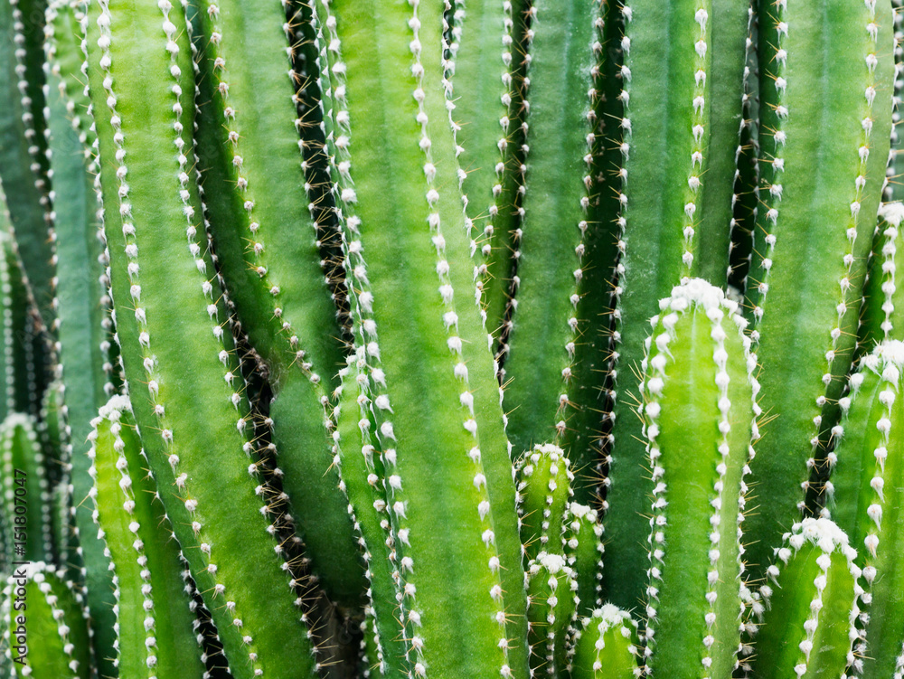 Groups of green cactus budding Groups of green cactus budding