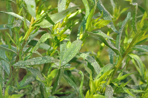 estragon recouvert de rosée dans jardin