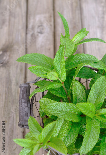 feuilles de menthe fraîche dans panier métal sur fond en bois