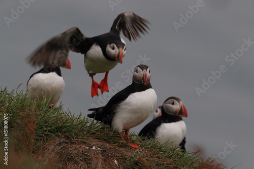 Puffin, Fratercula arctica, with fish iceland photo