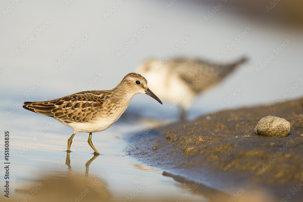 Obraz premium Least Sandpiper in spring