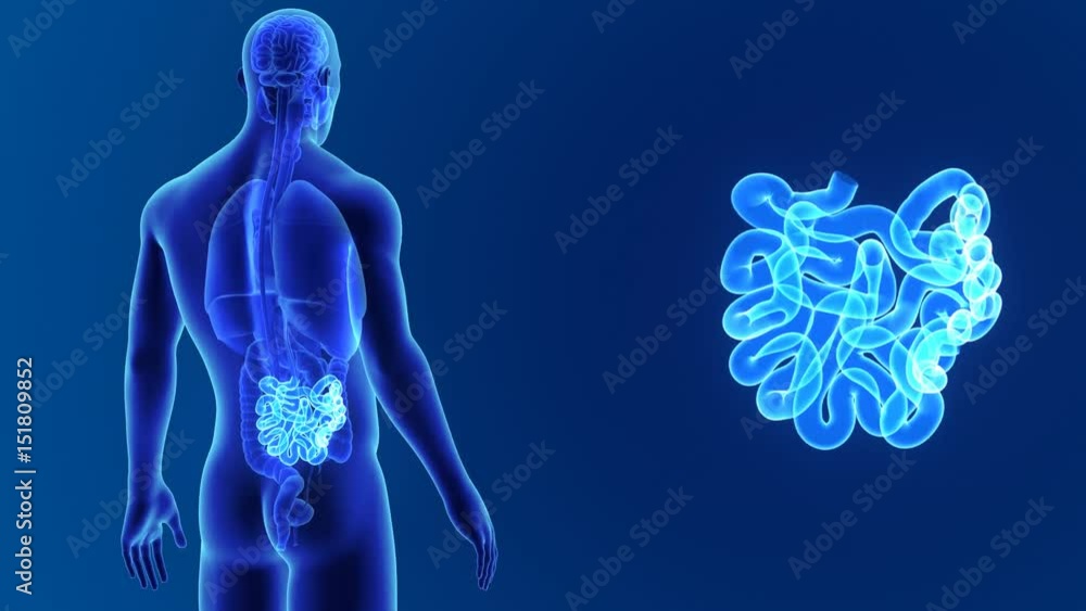Small intestine zoom with organs Small intestine zoom with organs