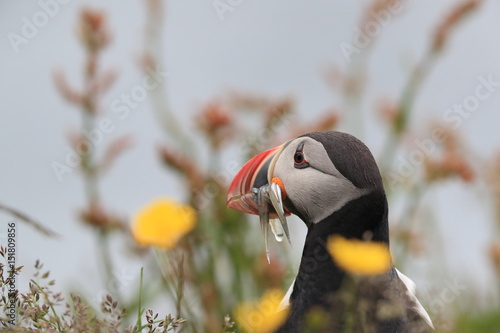 Puffin, Fratercula arctica, with fish iceland photo