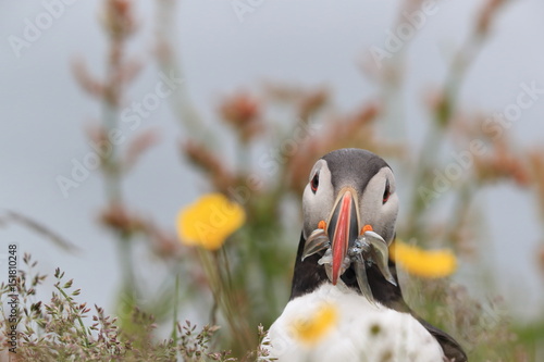 Puffin, Fratercula arctica, with fish iceland photo