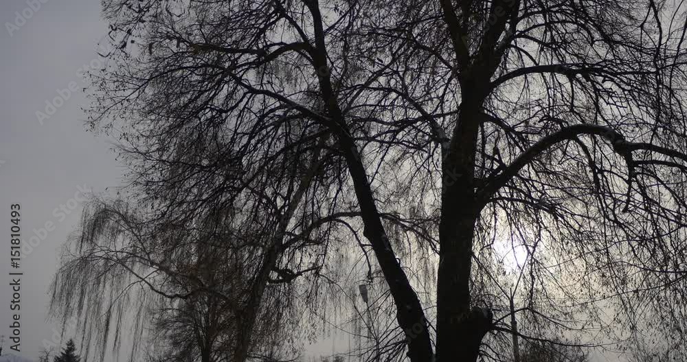 Evening View of Trees Silhouettes Cloudy Sky Winter Walk by Konotop Small Provincial City Snowy Ground Bare Trees at Dusk Holidays in Ukraine Twilights Evening View of Trees Silhouettes Cloudy Sky Winter Walk by Konotop Small Provincial City Snowy Ground Bare Trees at Dusk Holidays in Ukraine Twilights