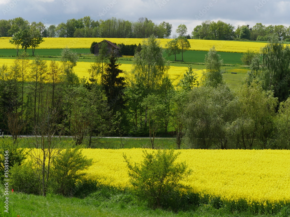Rapsfeld StockFoto Adobe Stock