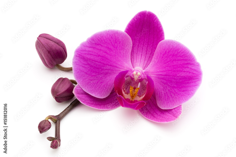 Obraz premium Różowa orchidea na białym tle.