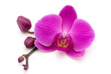 Pink orchid on the white background.