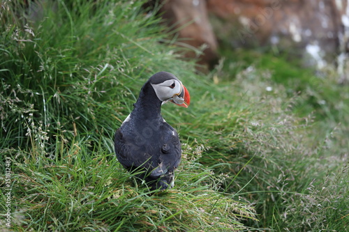 Puffin, Fratercula arctica, with fish iceland photo