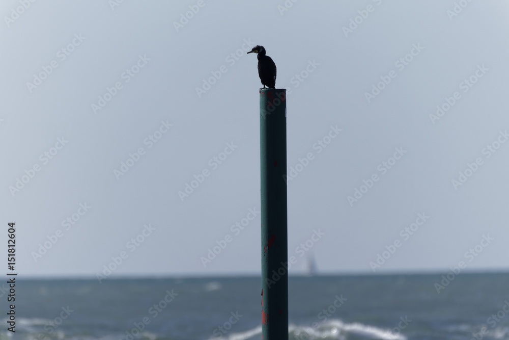 Unknown Bird Sitting On Top Of The Pole Unknown Bird Sitting On Top Of The Pole