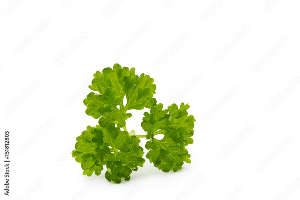 Obraz premium Fresh parsley herb leaves isolated on white background.