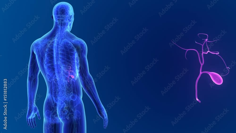 Gallbladder zoom with anatomy Gallbladder zoom with anatomy