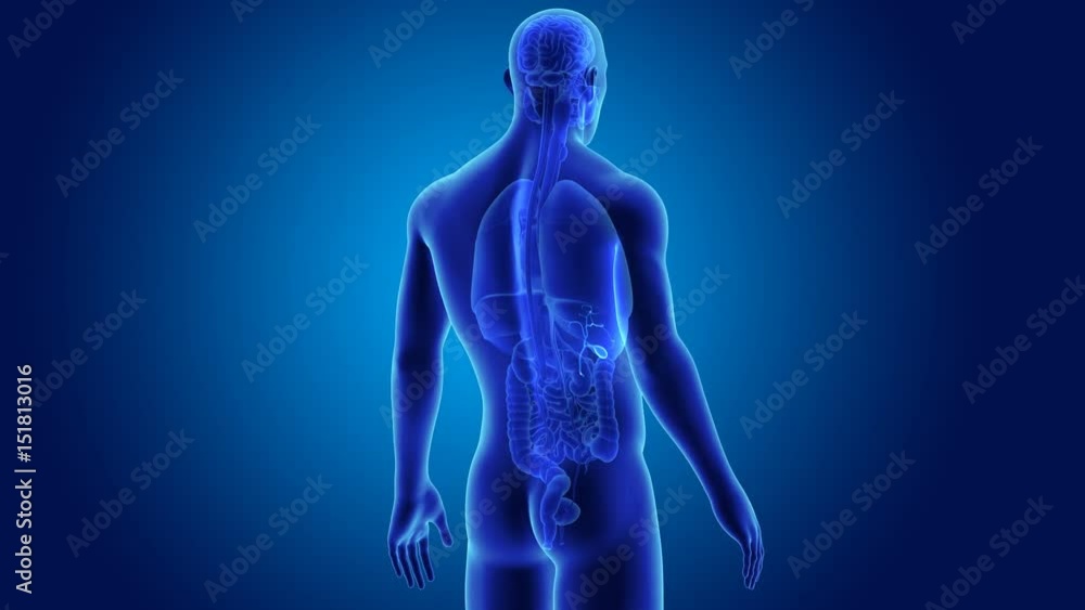Gallbladder with organs Gallbladder with organs