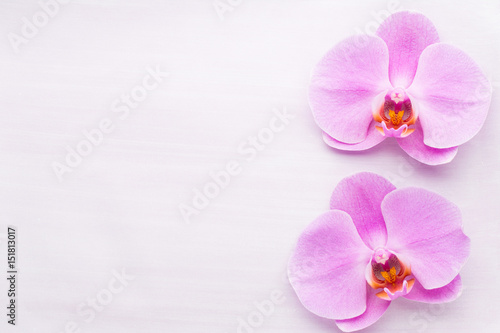 Pink beautiful orchid on colored background.