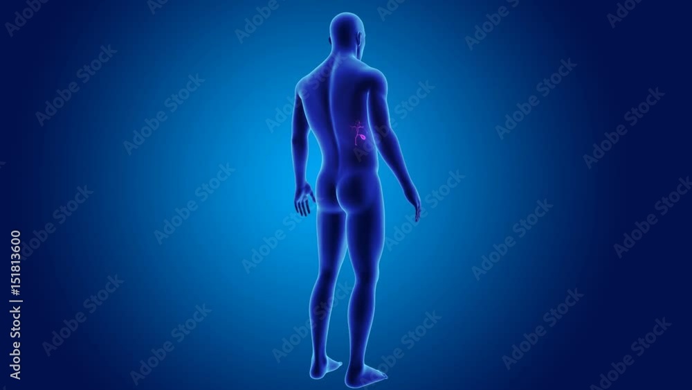 Gallbladder with body Gallbladder with body