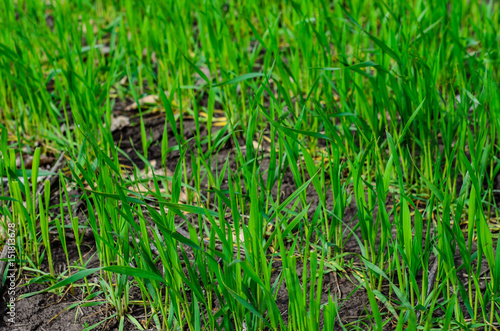 Rows of young wheat on spring