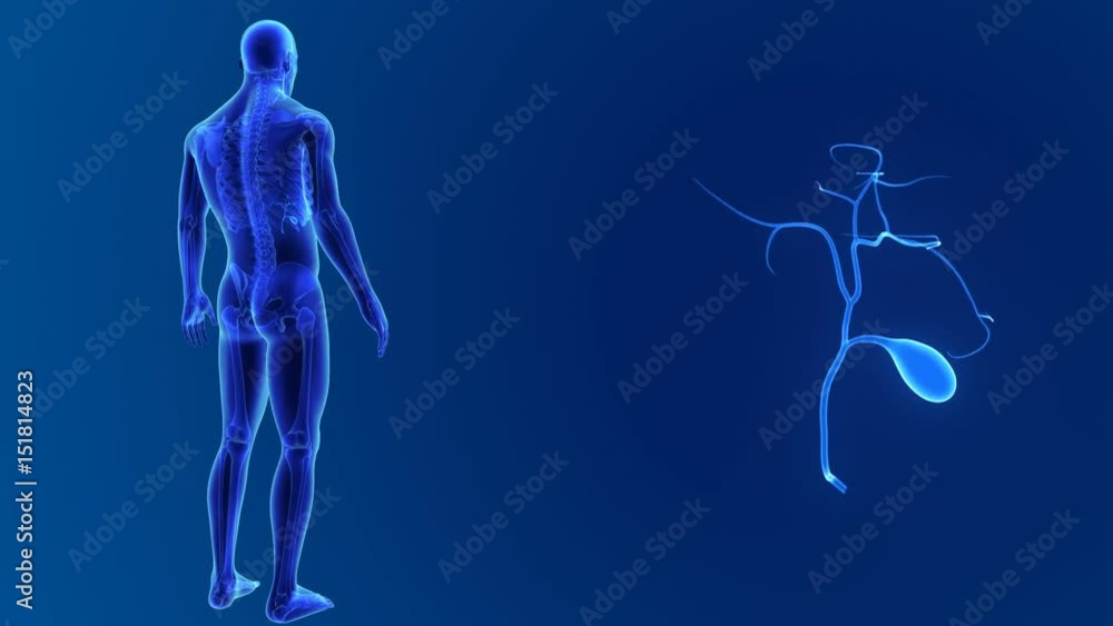 Gallbladder zoom with skeleton Gallbladder zoom with skeleton