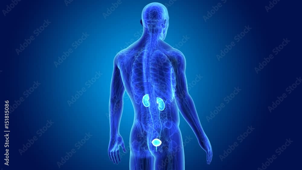 Urinary system with anatomy Urinary system with anatomy