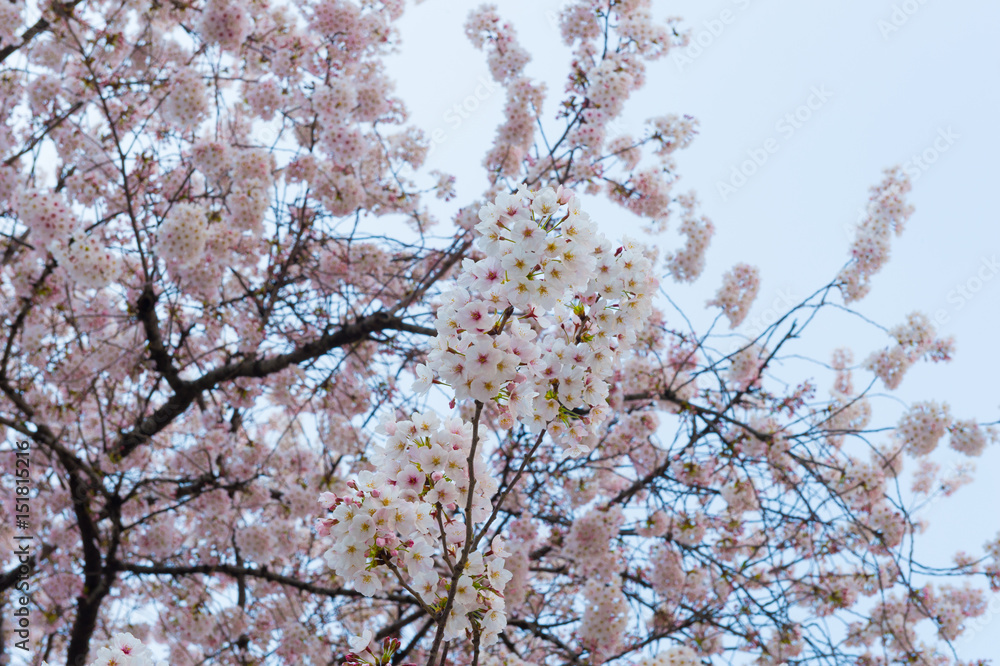 Beautiful cherry blossom sakura in spring time over blue sky.