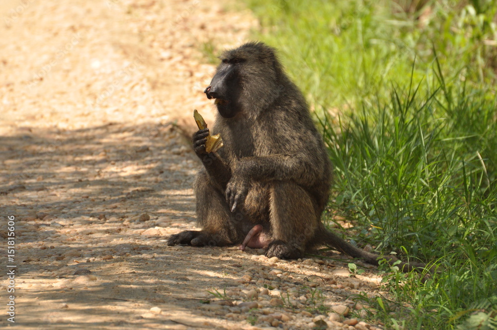 Safari Animals and Wildlife