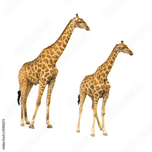 Giraffe isolated on white background  seen in namibia  africa