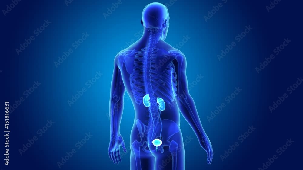 Urinary system with skeleton Urinary system with skeleton