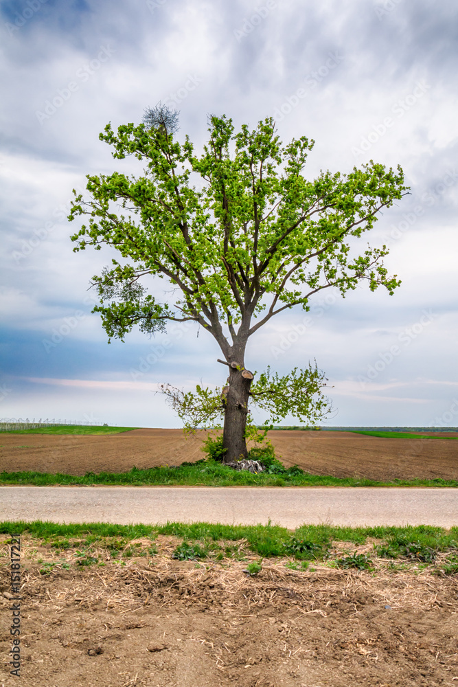 Obraz premium Lonely tree on a field