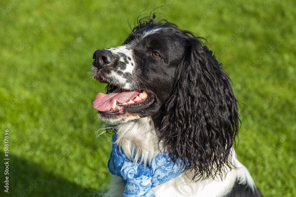 blackly white Cocker Spaniel blackly white Cocker Spaniel