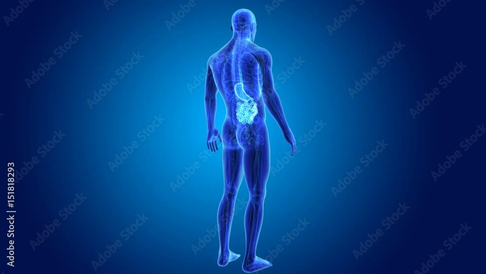 Stomach and small intestine with anatomy Stomach and small intestine with anatomy