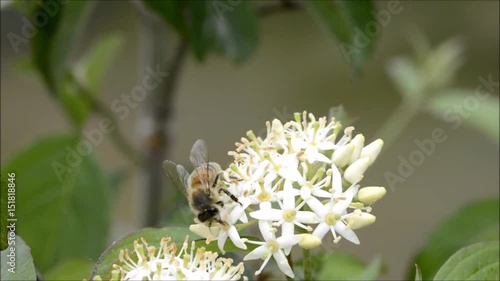 Ape impollinatrice su fiore bianco. photo