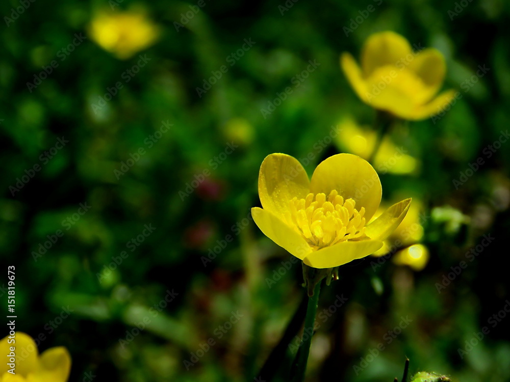 Yellow flower Yellow flower