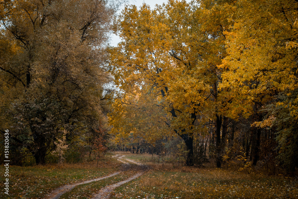 Obraz premium Forest trail