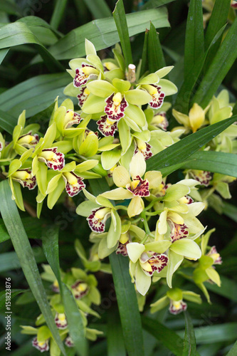 yellow and Purple Orchids