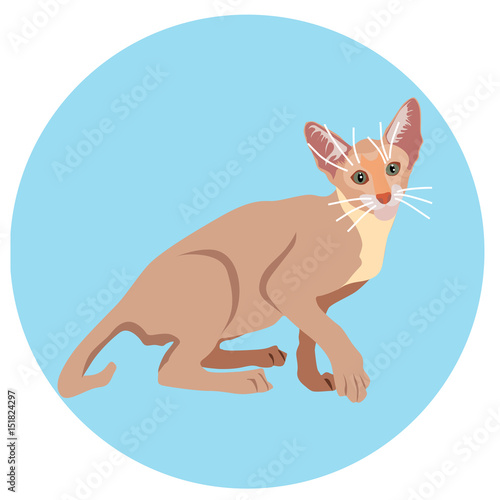 Cats of different breeds. Icons. Vector image in a flat style. Illustration on a round background. Element of design, interface